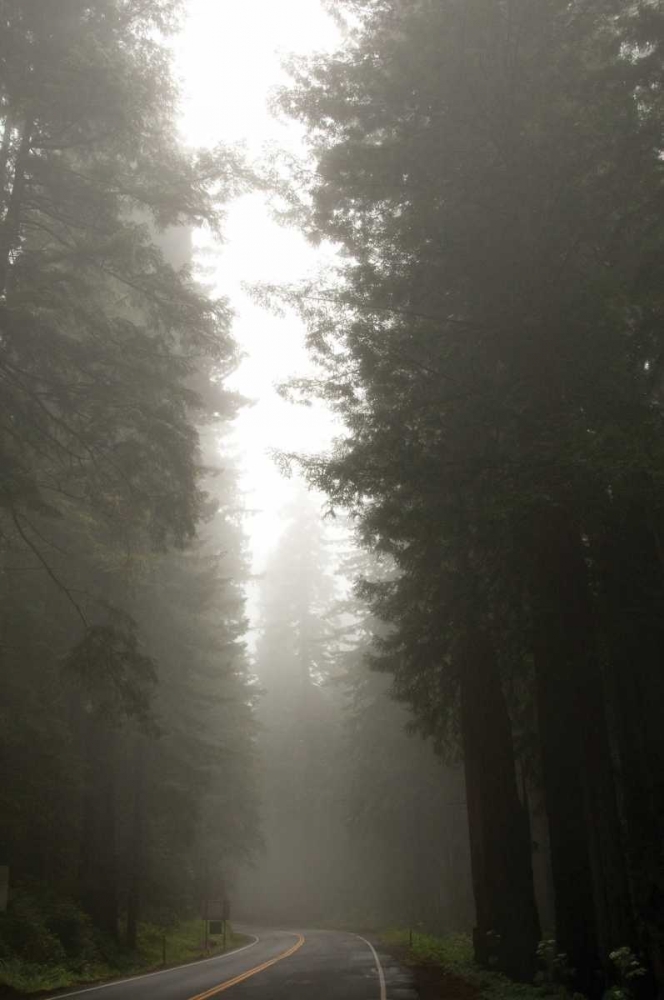 Art Print: Redwood Highway II