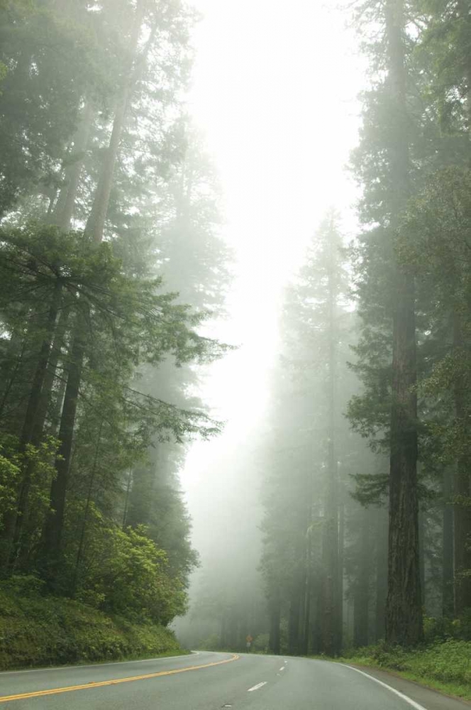 Art Print: Redwood Highway I