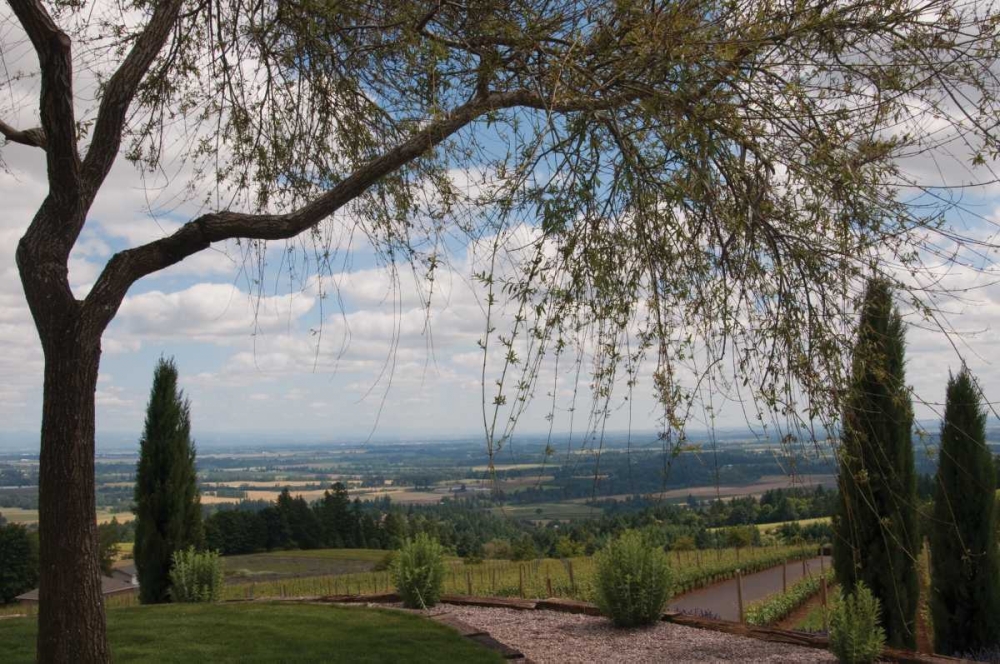 Wall Art Painting id:122, Name: Vineyard Vista, Artist: Berzel, Erin