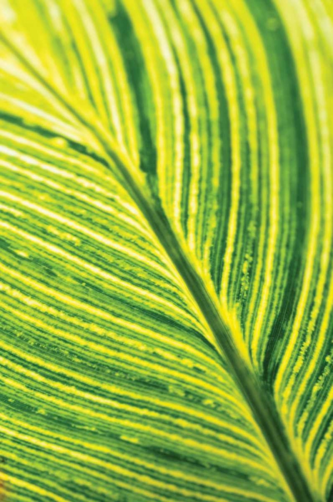 Art Print: Leaf Detail III