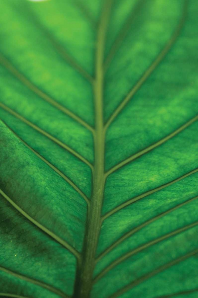 Art Print: Leaf Detail V