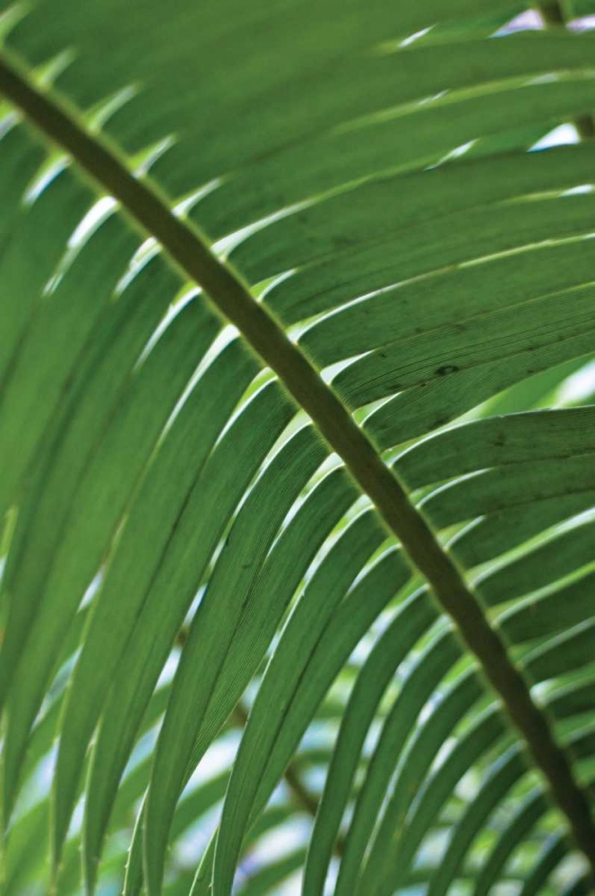 Art Print: Leaf Detail VI