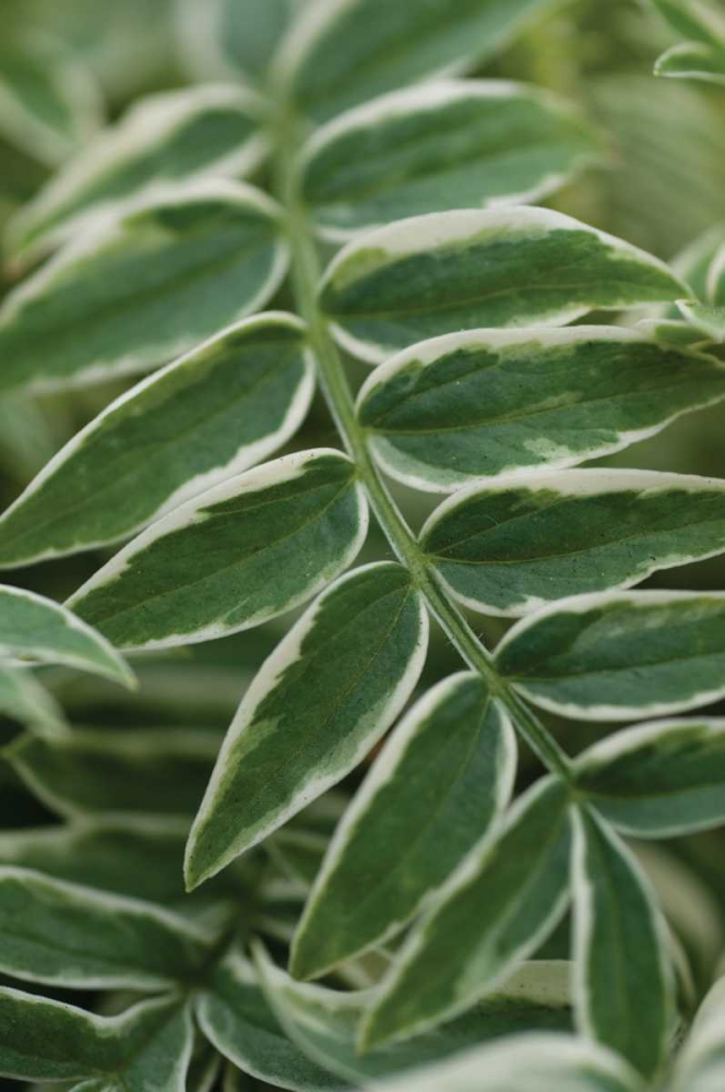 Art Print: Compound Leaves I