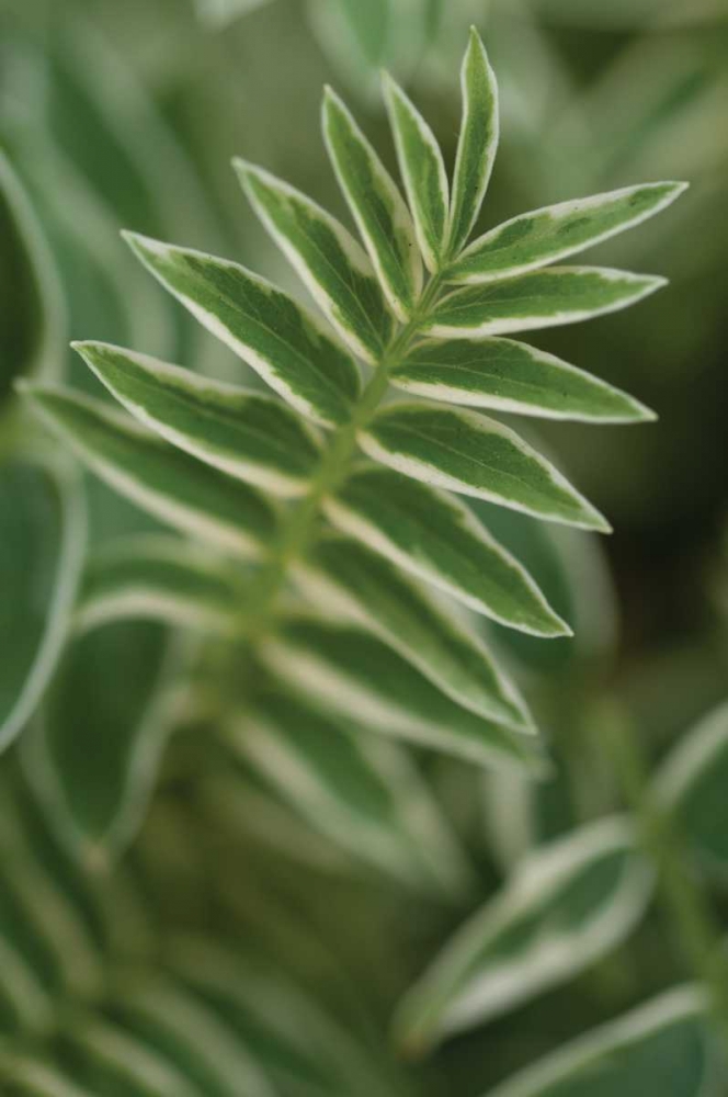 Art Print: Compound Leaves II