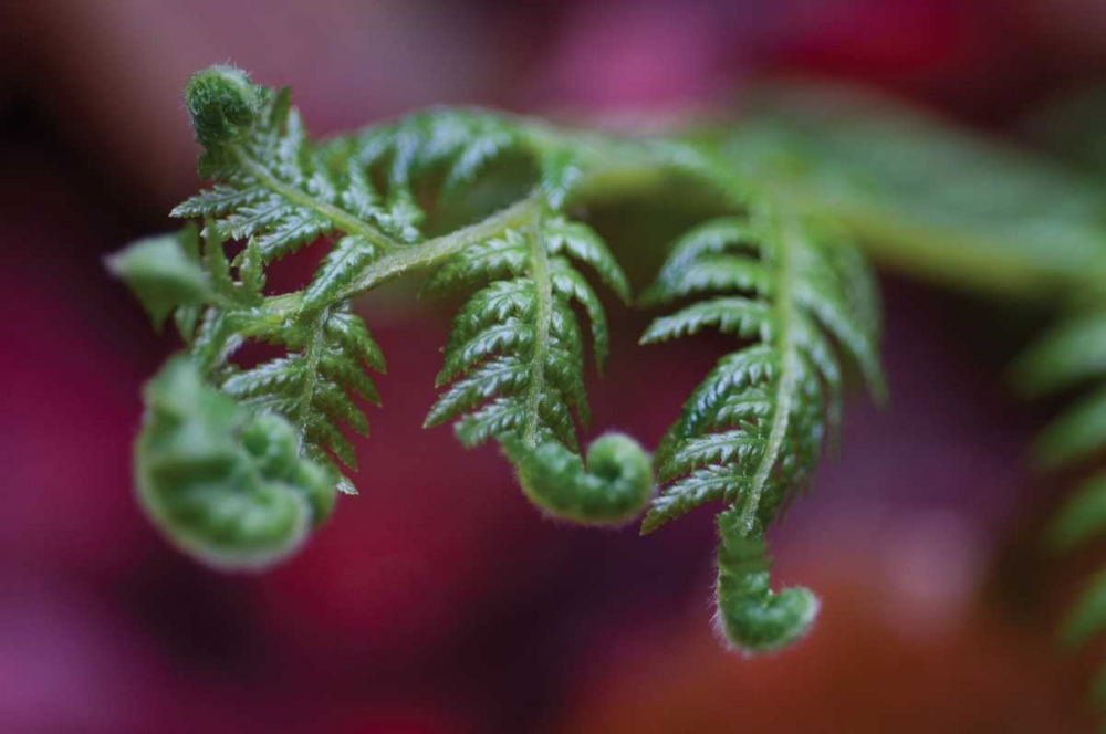 Art Print: Fern Detail II