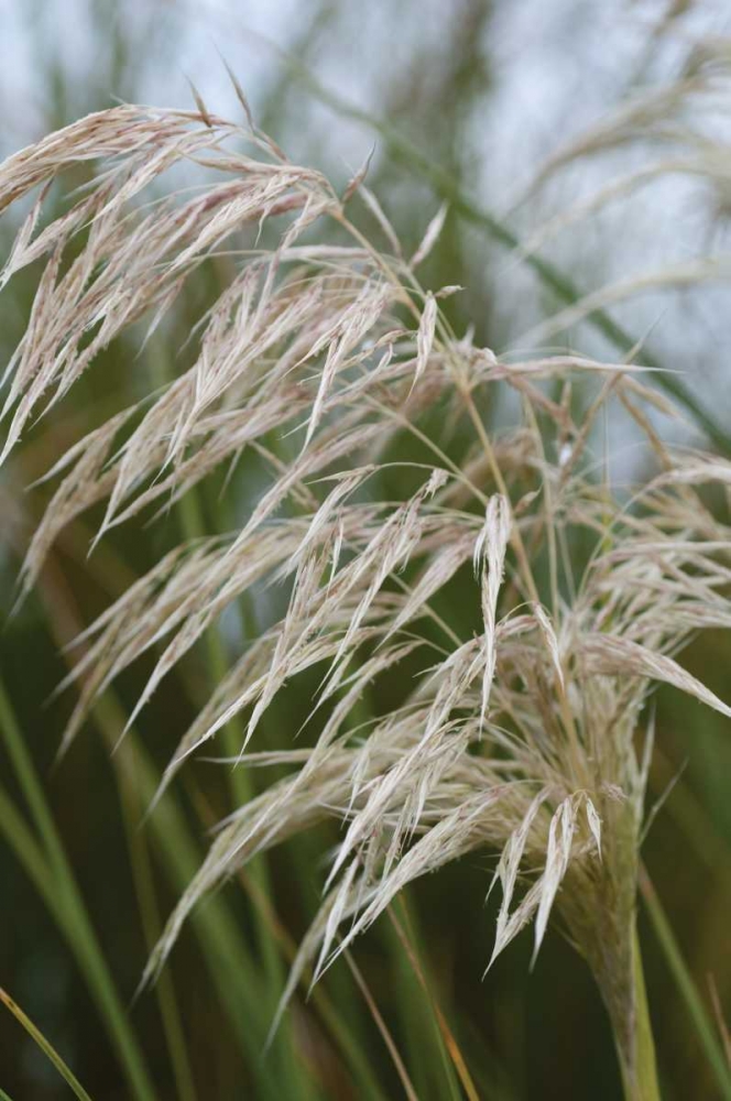 Art Print: Native Grass I