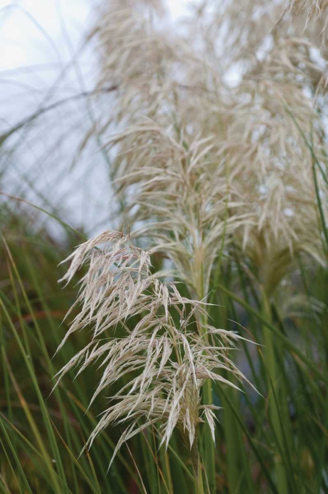 Art Print: Native Grass II