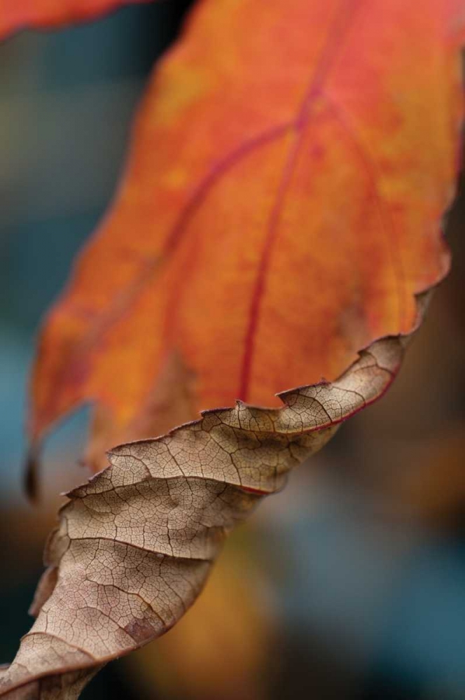 Art Print: Orange Leaves II