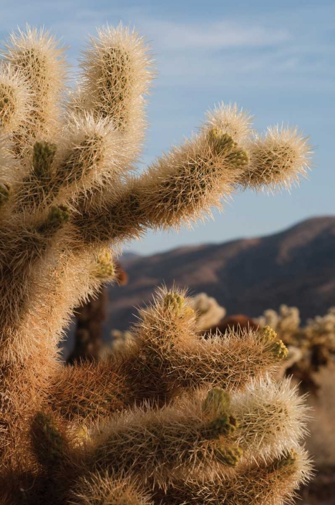 Art Print: Cholla Cactus I