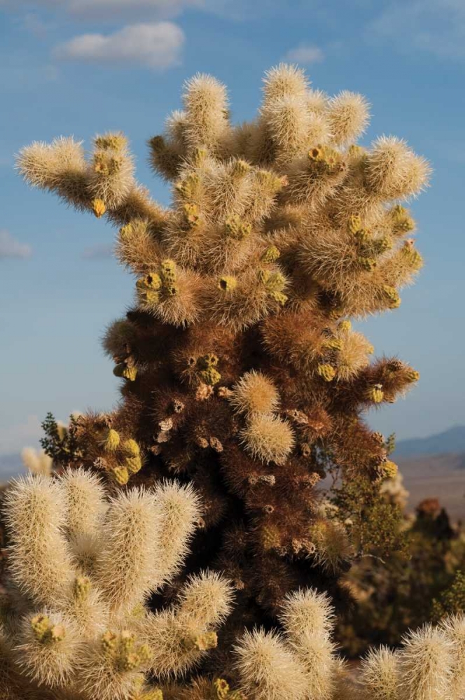 Art Print: Cholla Cactus II