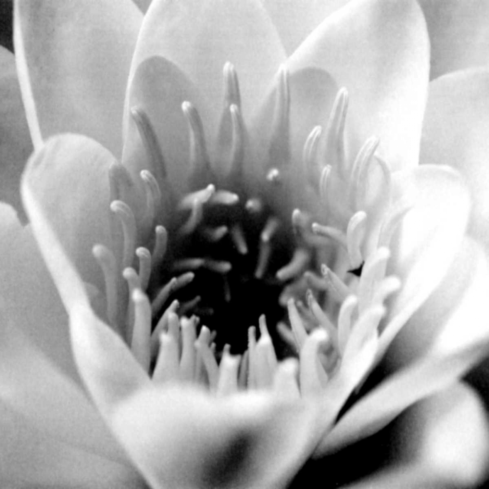 Wall art: Classic Lotus Square, by Berzel, Erin