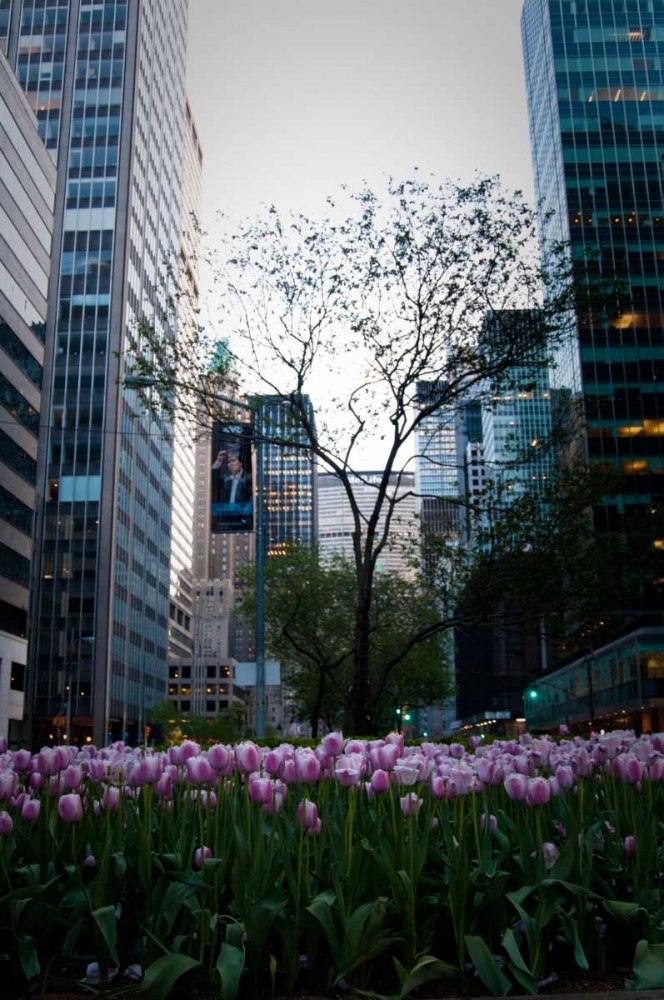 Wall art: Tulips in Manhattan, by Berzel, Erin