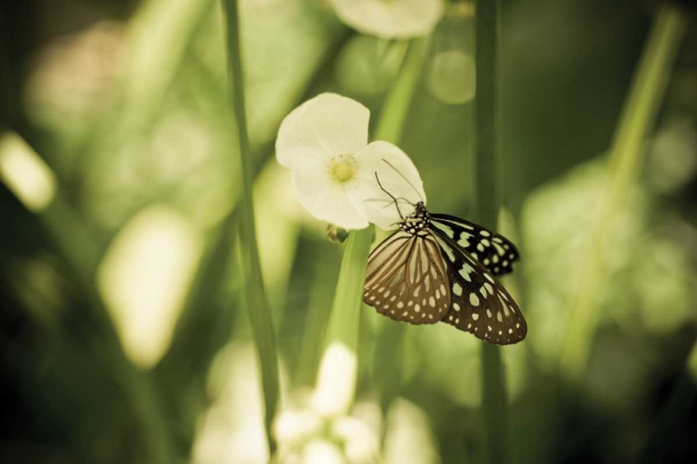 Art Print: Butterfly II