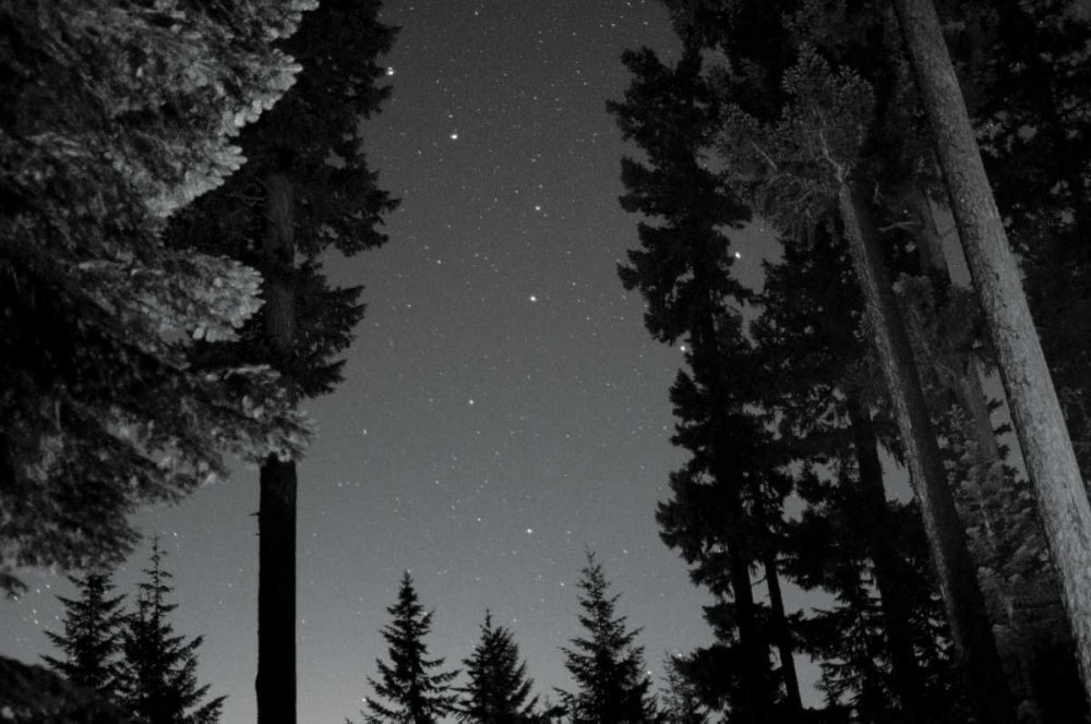 Wall art: BW Starry Night I, by Berzel, Erin