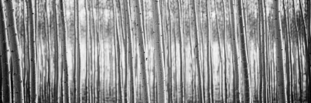 Wall art: Pacific Albus BW I, by Berzel, Erin