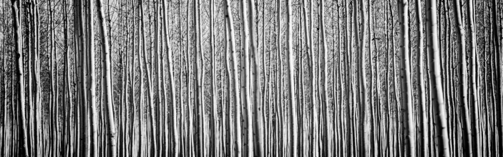 Art Print: Pacific Albus BW II