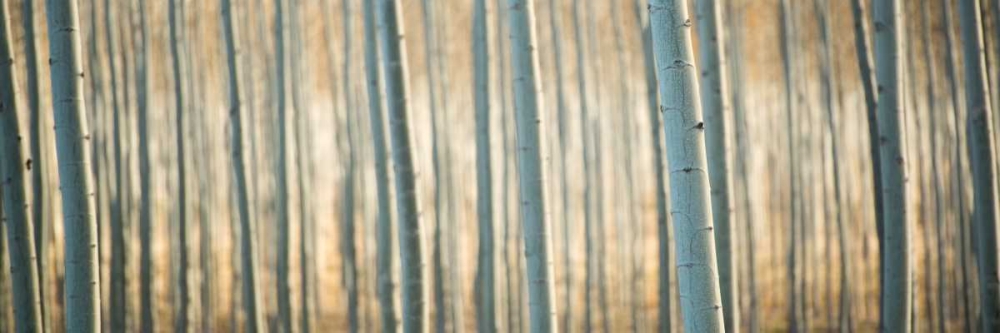 Art Print: Pacific Albus Pano I