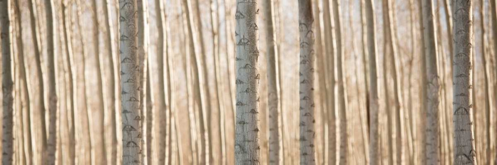 Art Print: Pacific Albus Pano II