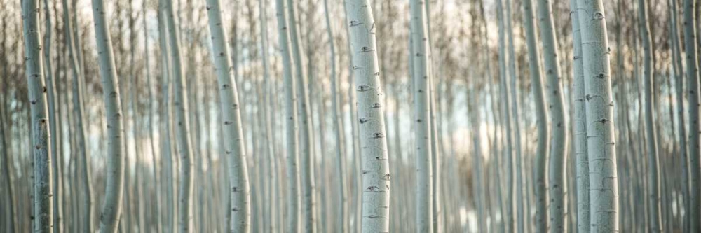 Art Print: Pacific Albus Pano III