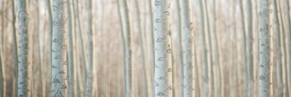 Art Print: Pacific Albus Pano IV