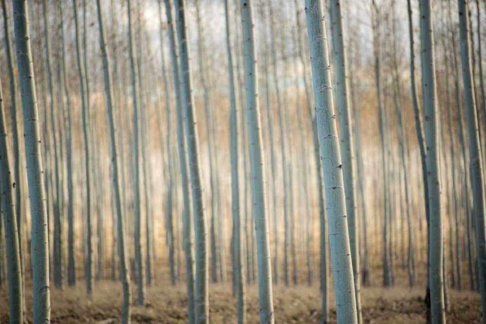 Art Print: Pacific Albus III