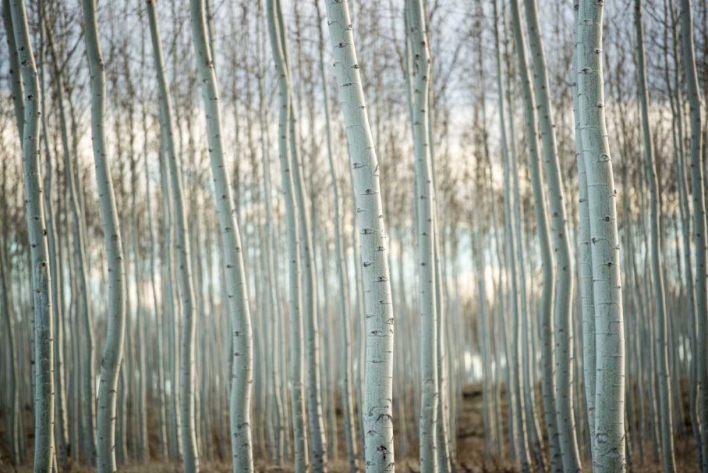 Art Print: Pacific Albus IV