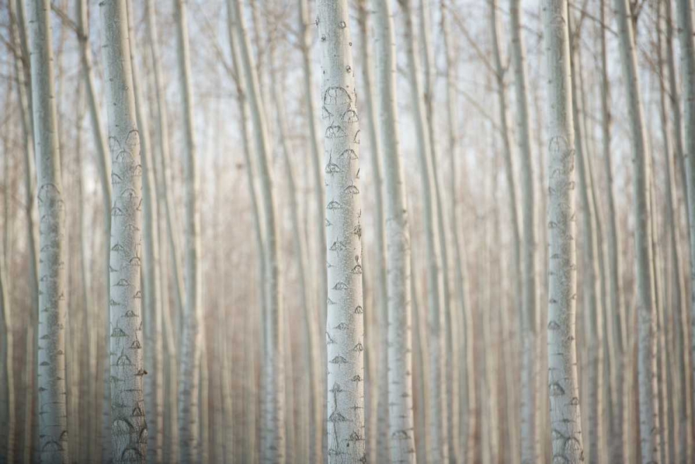 Art Print: Pacific Albus V