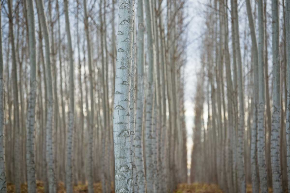 Art Print: Pacific Albus VI