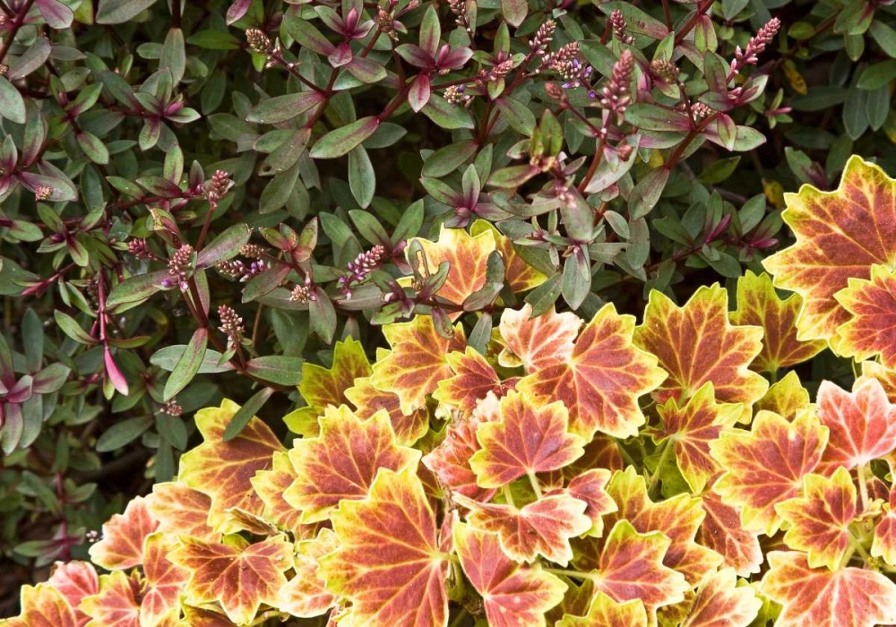 Wall Art Painting id:1554, Name: Garden Glimpse IX, Artist: Crane, Rita