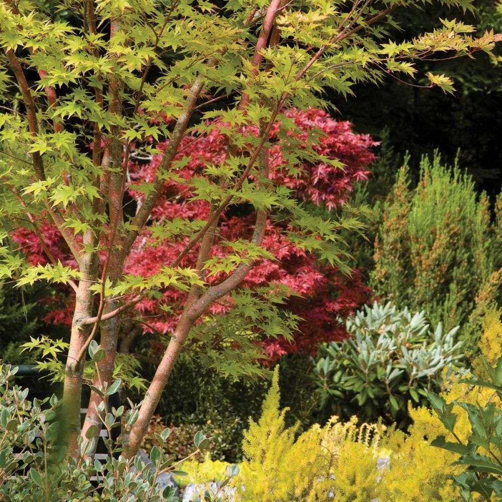 Wall Art Painting id:1557, Name: Garden Tapestry II, Artist: Crane, Rita