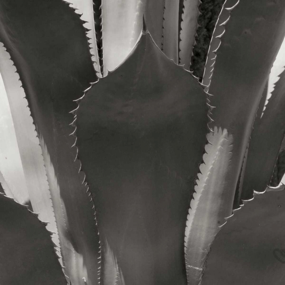 Wall Art Painting id:14233, Name: Agave II, Artist: Crane, Rita