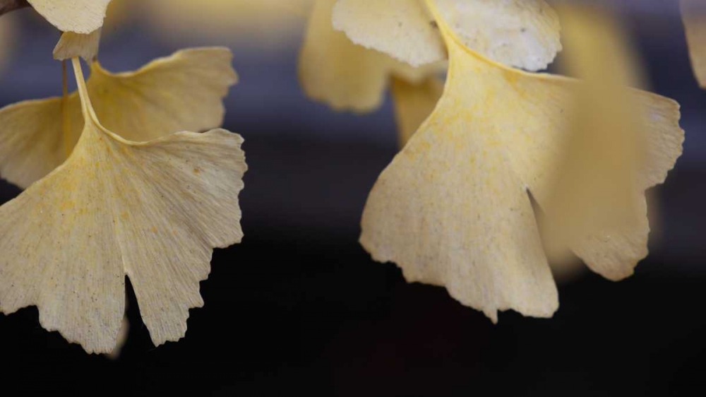 Wall Art Painting id:24706, Name: Autumn Gingko IV, Artist: Crane, Rita