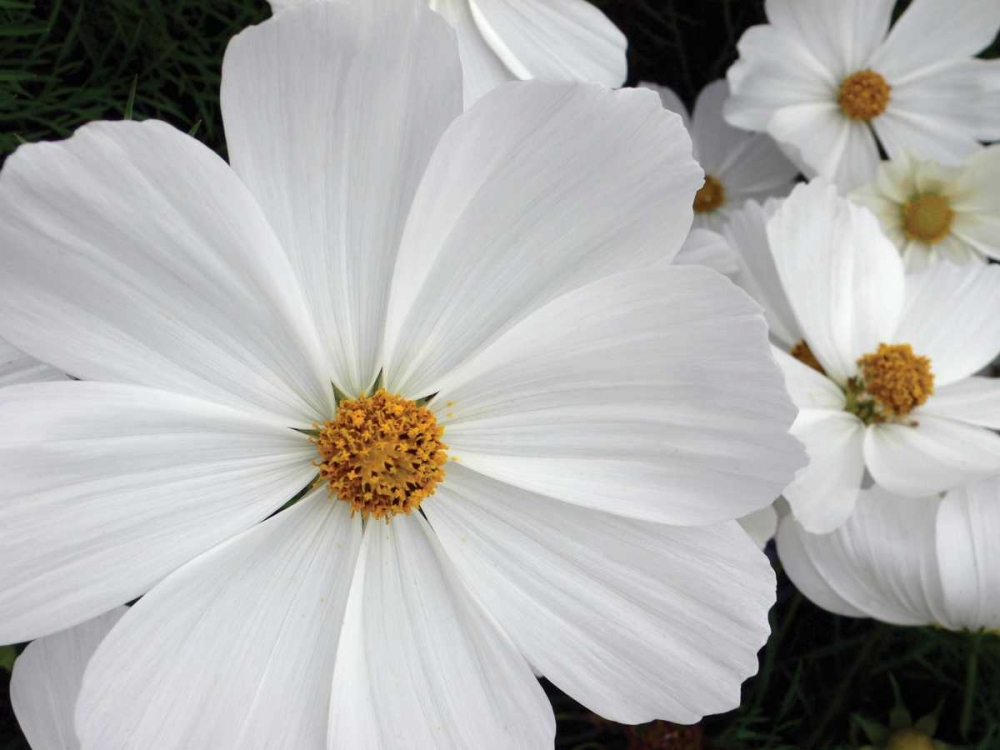 Wall Art Painting id:82867, Name: Cosmo Trail I, Artist: Christensen, Jim