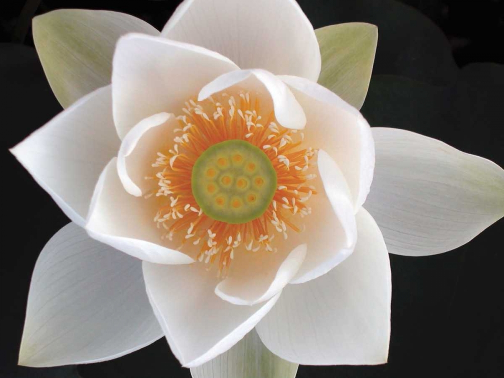 Wall Art Painting id:82870, Name: Lotus II, Artist: Christensen, Jim