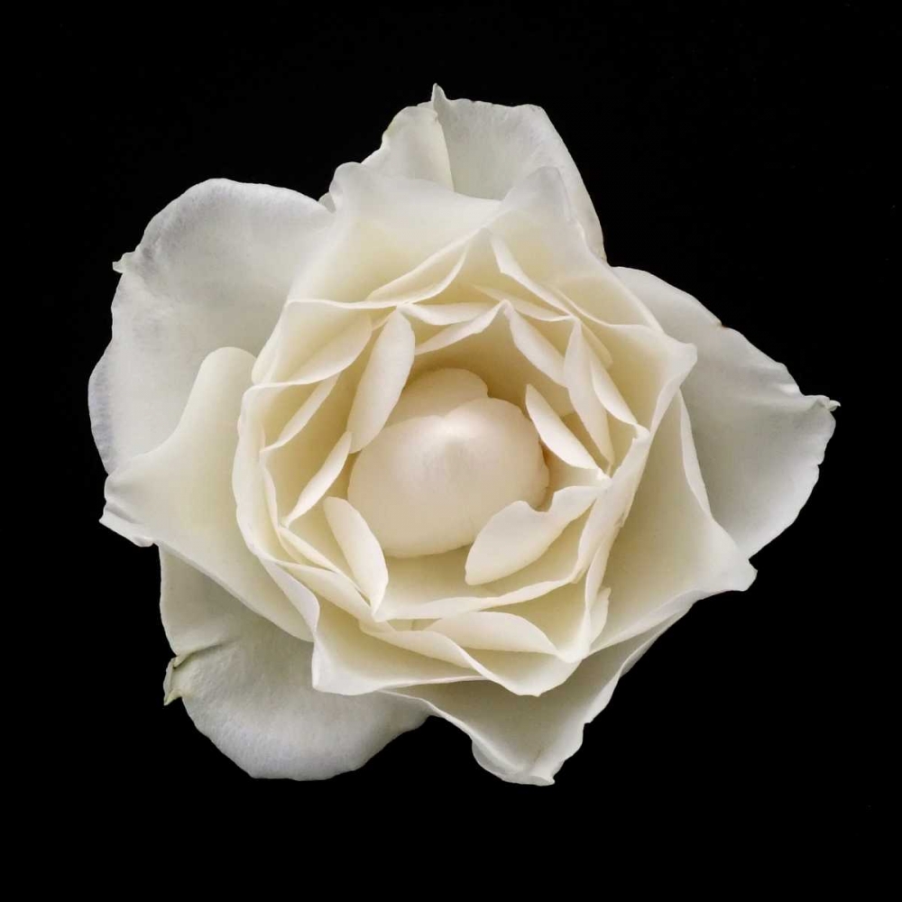 Wall Art Painting id:82871, Name: White Rose I, Artist: Christensen, Jim