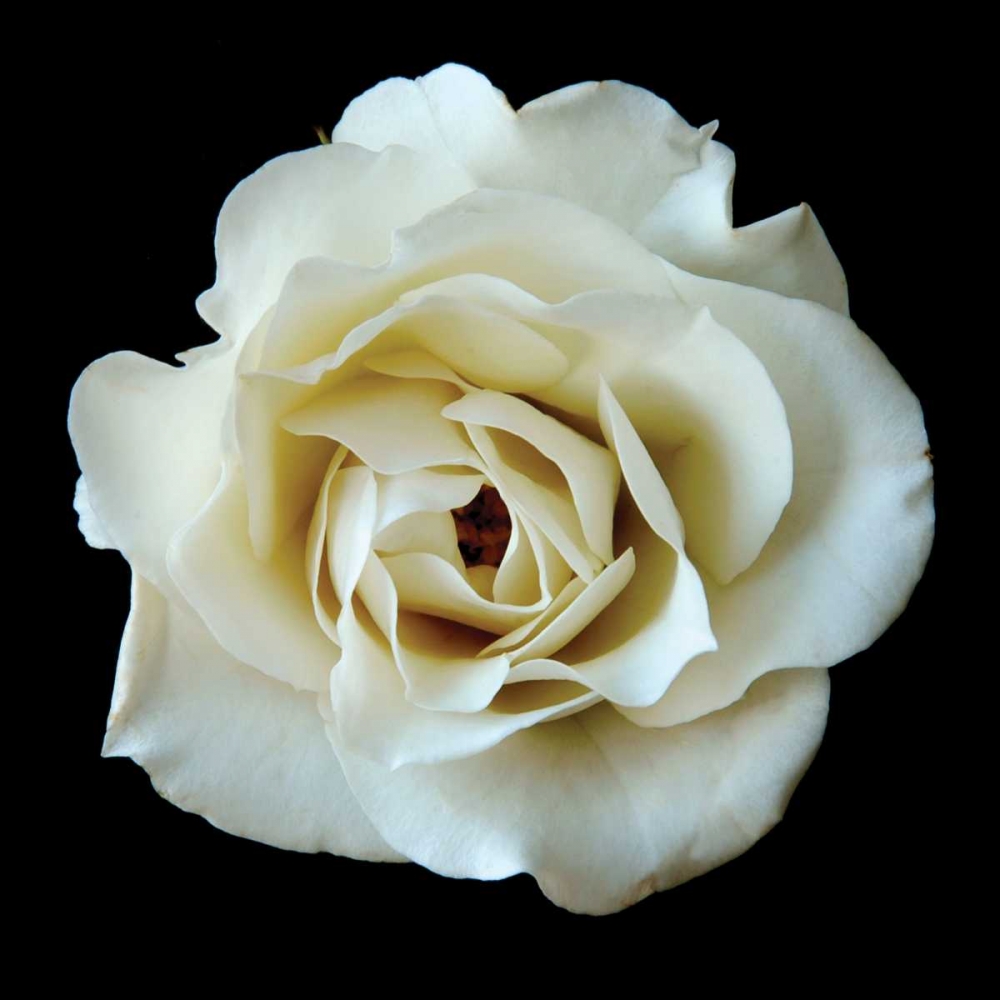 Wall Art Painting id:82872, Name: White Rose II, Artist: Christensen, Jim
