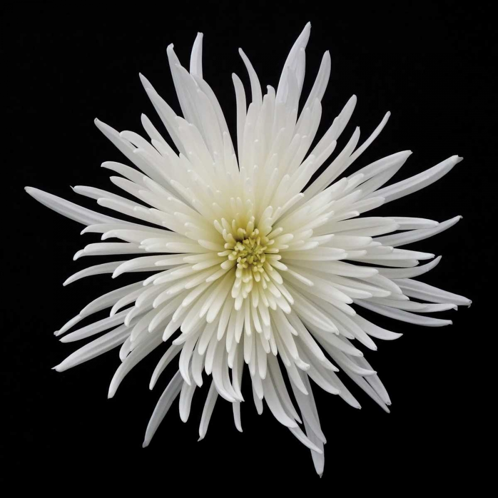 Wall Art Painting id:82873, Name: Chrysanthemum I, Artist: Christensen, Jim