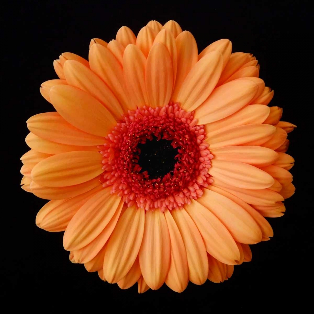 Wall Art Painting id:82876, Name: Orange Gerber Daisy, Artist: Christensen, Jim