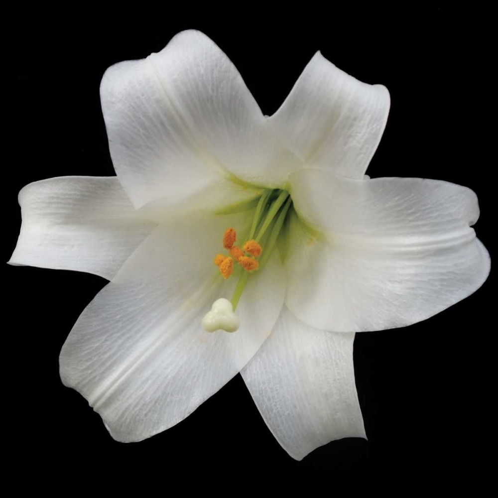 Wall Art Painting id:82878, Name: White Lily, Artist: Christensen, Jim