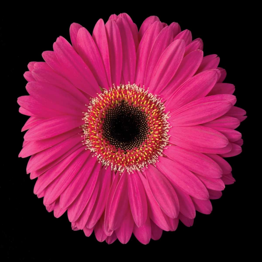 Wall Art Painting id:82879, Name: Pink Gerbera Daisy, Artist: Christensen, Jim