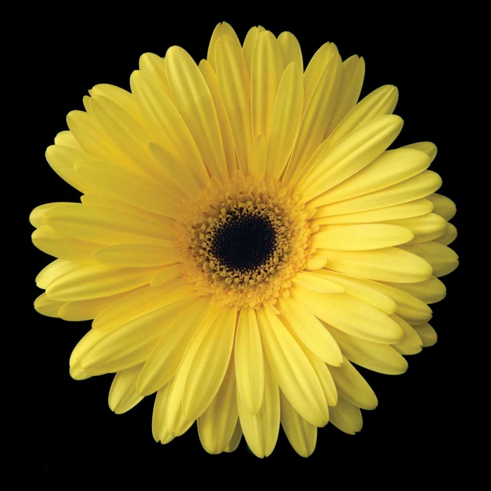 Wall Art Painting id:82880, Name: Yellow Gerbera Daisy, Artist: Christensen, Jim