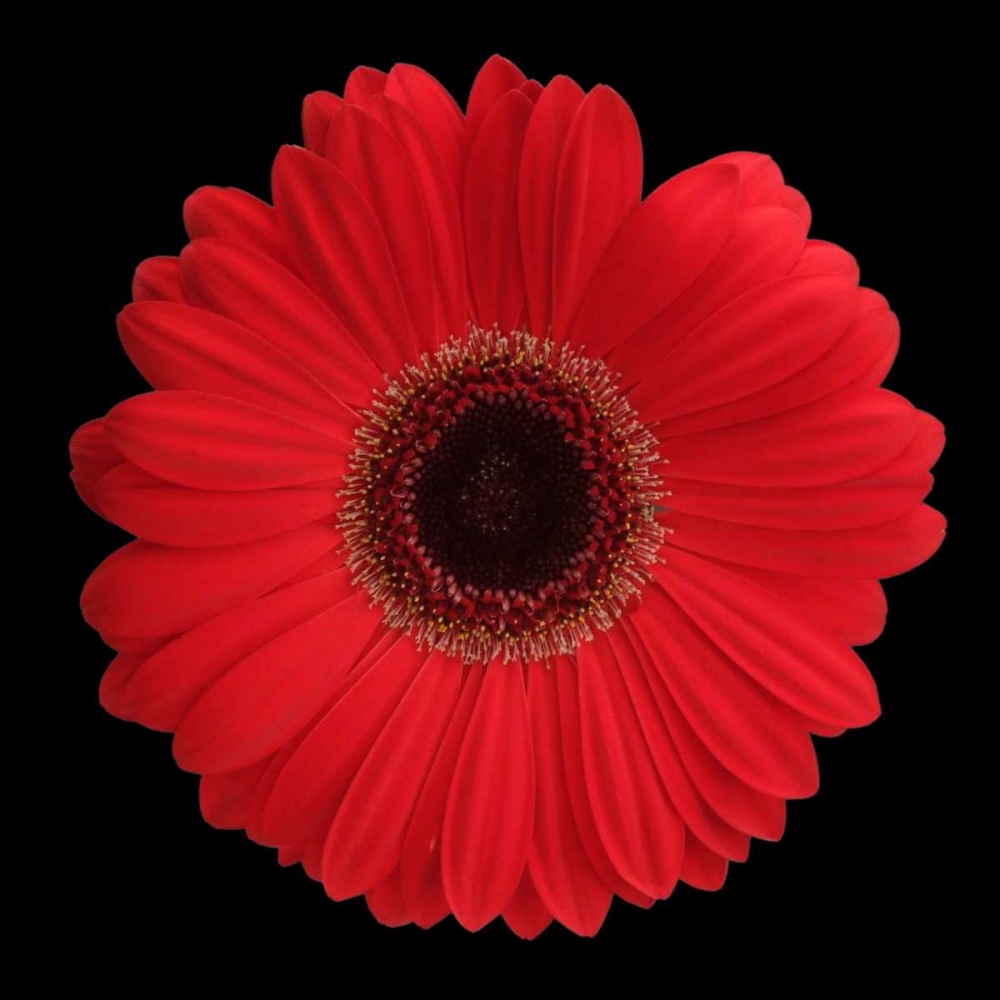 Wall Art Painting id:82881, Name: Red Gerbera Daisy, Artist: Christensen, Jim