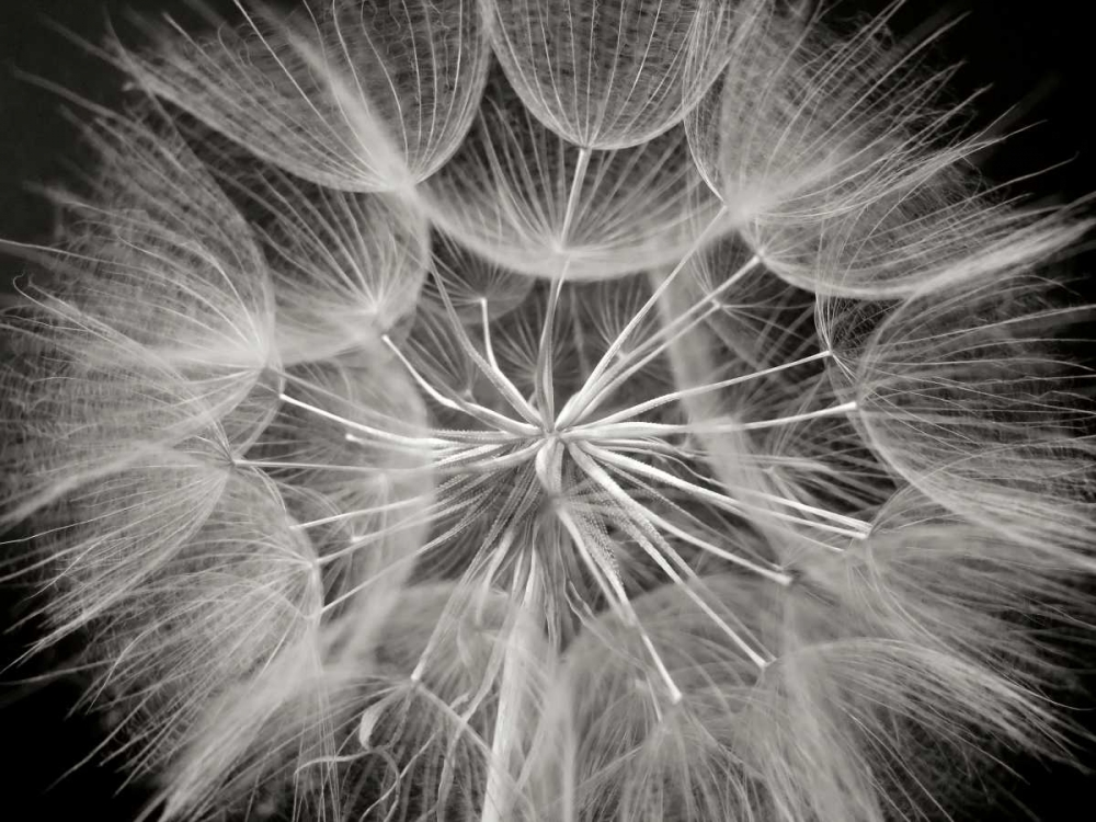 Wall Art Painting id:82887, Name: Goats Beard 3, Artist: Christensen, Jim