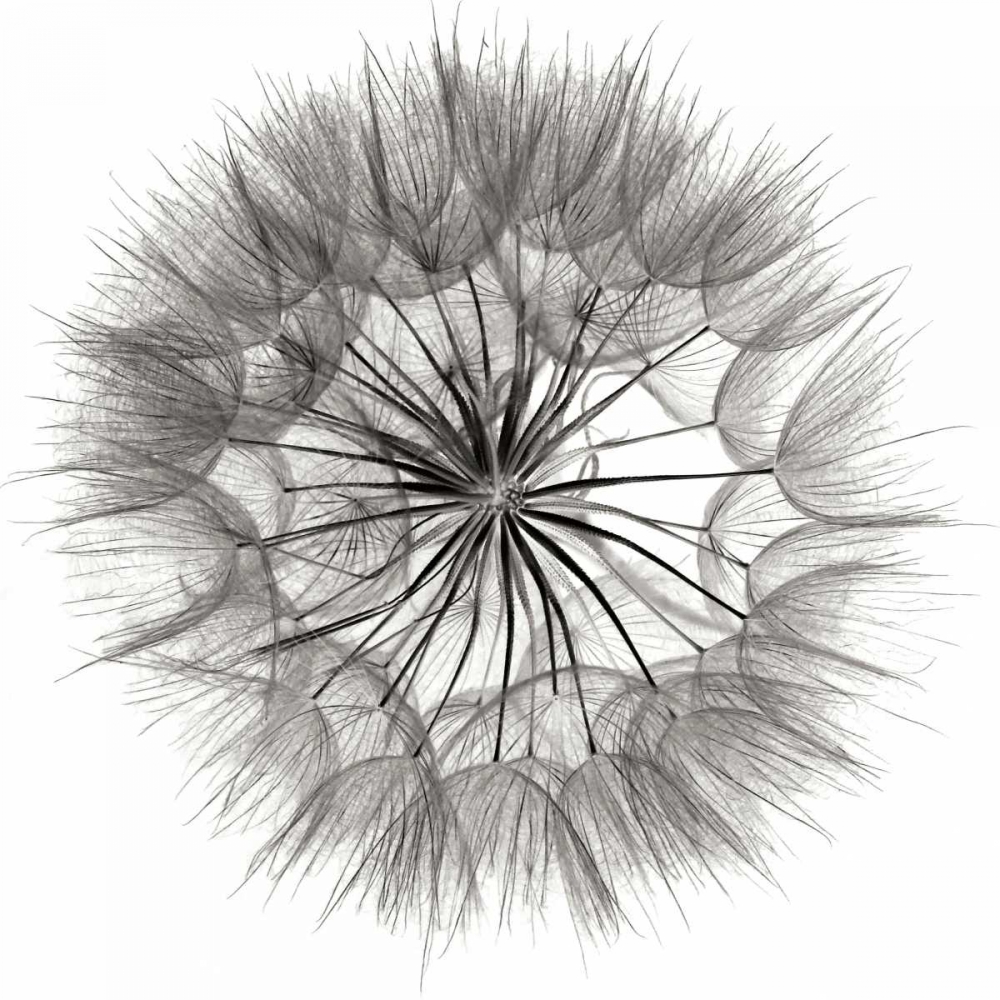 Wall Art Painting id:82888, Name: Goats Beard 4, Artist: Christensen, Jim