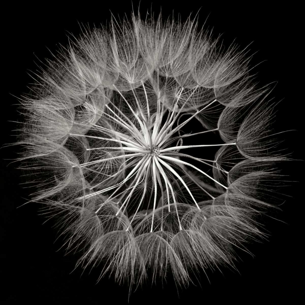 Wall Art Painting id:82889, Name: Goats Beard 5, Artist: Christensen, Jim