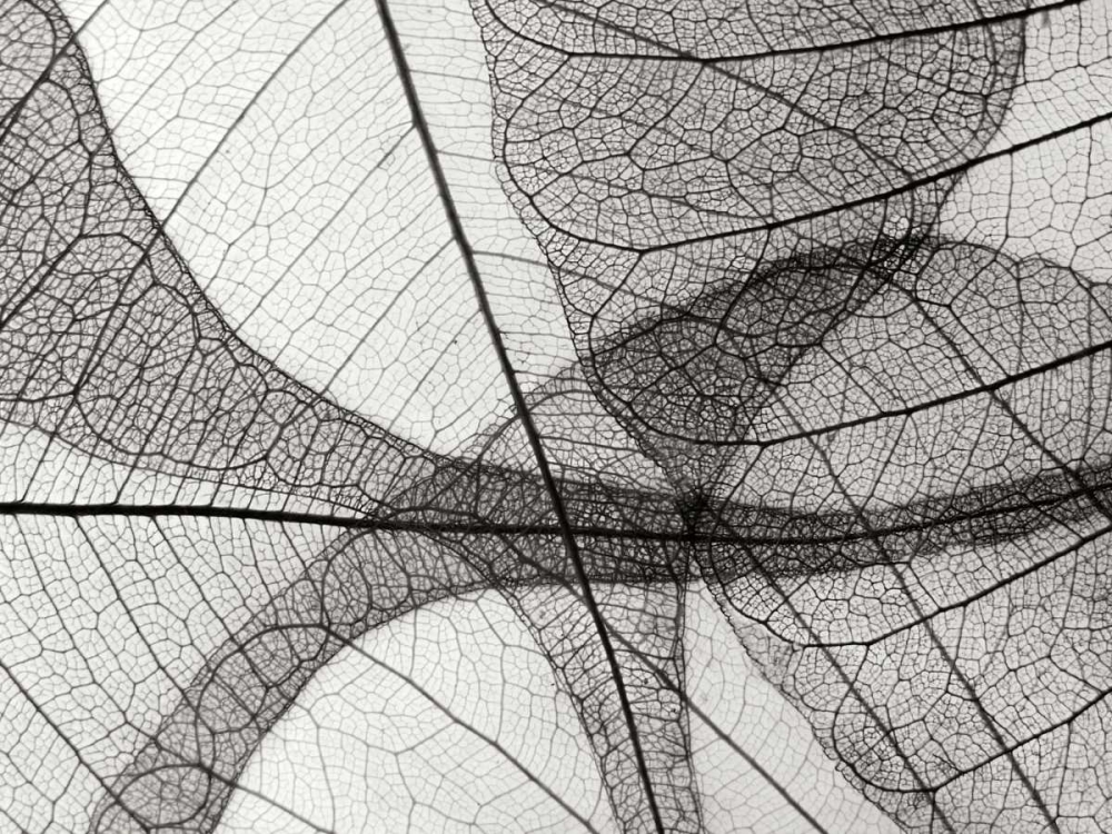 Wall art: Leaf Designs I BW, by Christensen, Jim