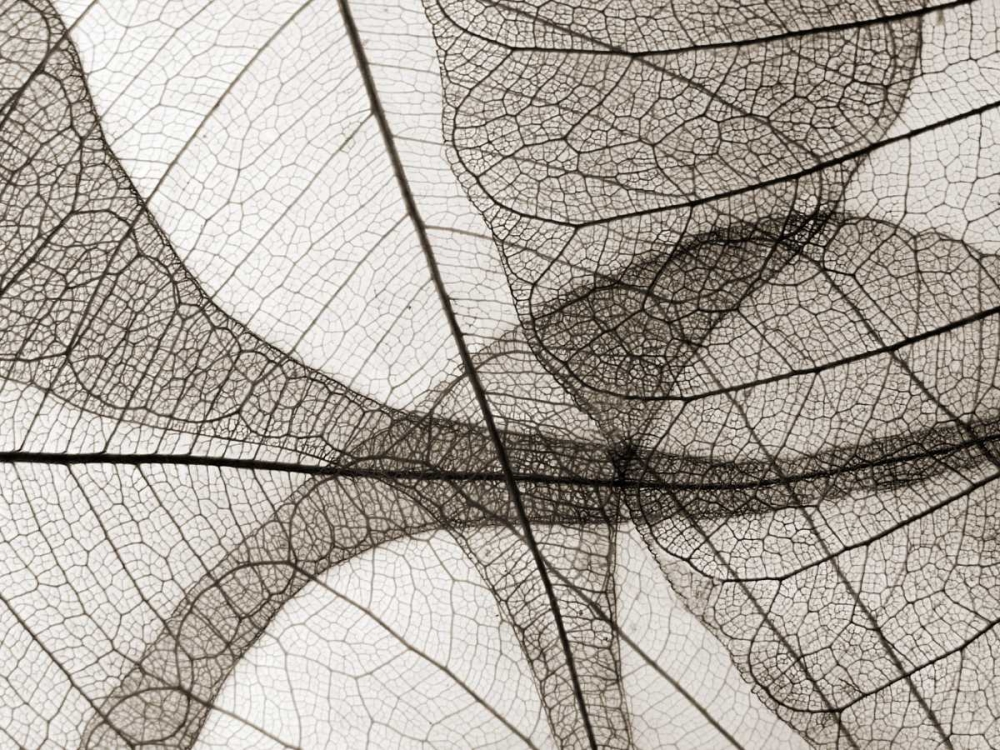 Art Print: Leaf Designs I Sepia