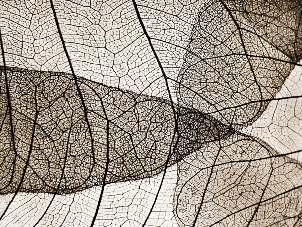 Art Print: Leaf Designs II Sepia