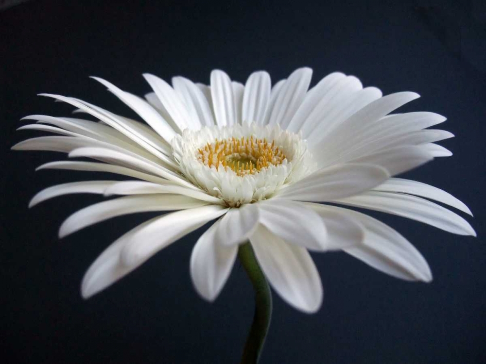 Art Print: Gerber Angle I