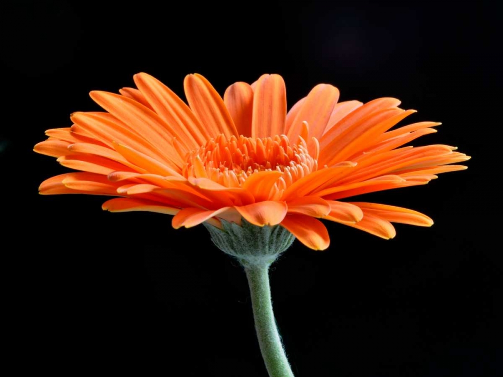 Art Print: Gerber Angle II